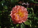 J. G. Mendel rose photo