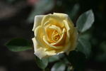 Peter Alonso rose photo