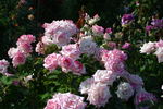 Better Homes rose photo