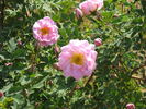 Suzanne rose photo