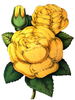 Isabella Gray rose photo
