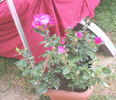 Andres Battle rose photo