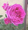Andres Battle rose photo