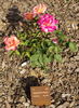 Agrupació Mutua rose photo