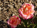 Agrupació Mutua rose photo