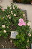 Amparin Quilez rose photo