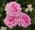 Amparin Quilez rose photo