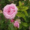 Amparin Quilez rose photo