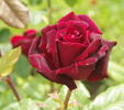 Black Queen rose photo