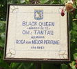 Black Queen rose photo