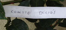 Colette Berges rose photo