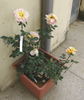 Colette Berges rose photo