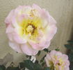 Colette Berges rose photo