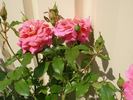 MASmajo rose photo