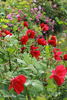 Soldier Boy rose photo