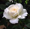 Moondance rose photo