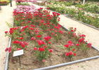 Fiesta Brava rose photo