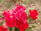 Fiesta Brava rose photo