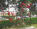 Finestrelles rose photo