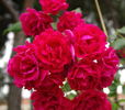 Finestrelles rose photo