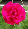 Finestrelles rose photo