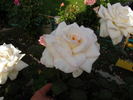 Delicate Lady rose photo