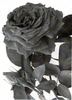 Jubilee rose photo