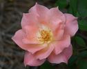 Miss Katherine rose photo