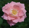 Miss Katherine rose photo
