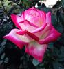 Desperado rose photo