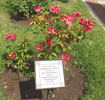 Encarnita de Tierno rose photo