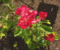 Encarnita de Tierno rose photo
