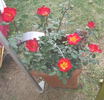 Encarnita de Tierno rose photo
