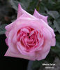 Madame de Tartas rose photo