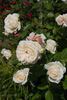 Flora Romantica rose photo