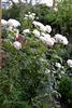 Flora Romantica rose photo