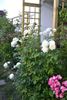 Flora Romantica rose photo