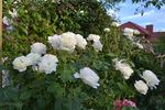 Flora Romantica rose photo