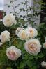 Flora Romantica rose photo