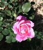 011 2I 6J rose photo