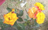 Bea rose photo