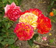 Bea rose photo