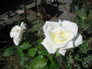 Jack Frost rose photo
