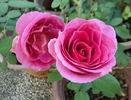 Gentle Giant ™ rose photo