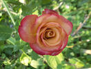 Gypsy Curiosa rose photo