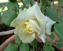 Something Special rose photo