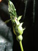 Carlin's Rhythm rose photo
