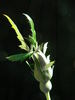 Carlin's Rhythm rose photo