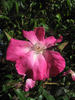 Flying Colours rose photo