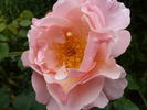 Dresdner Frauenkirche rose photo